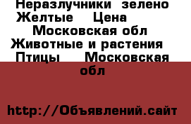 Неразлучники  зелено-Желтые  › Цена ­ 800 - Московская обл. Животные и растения » Птицы   . Московская обл.